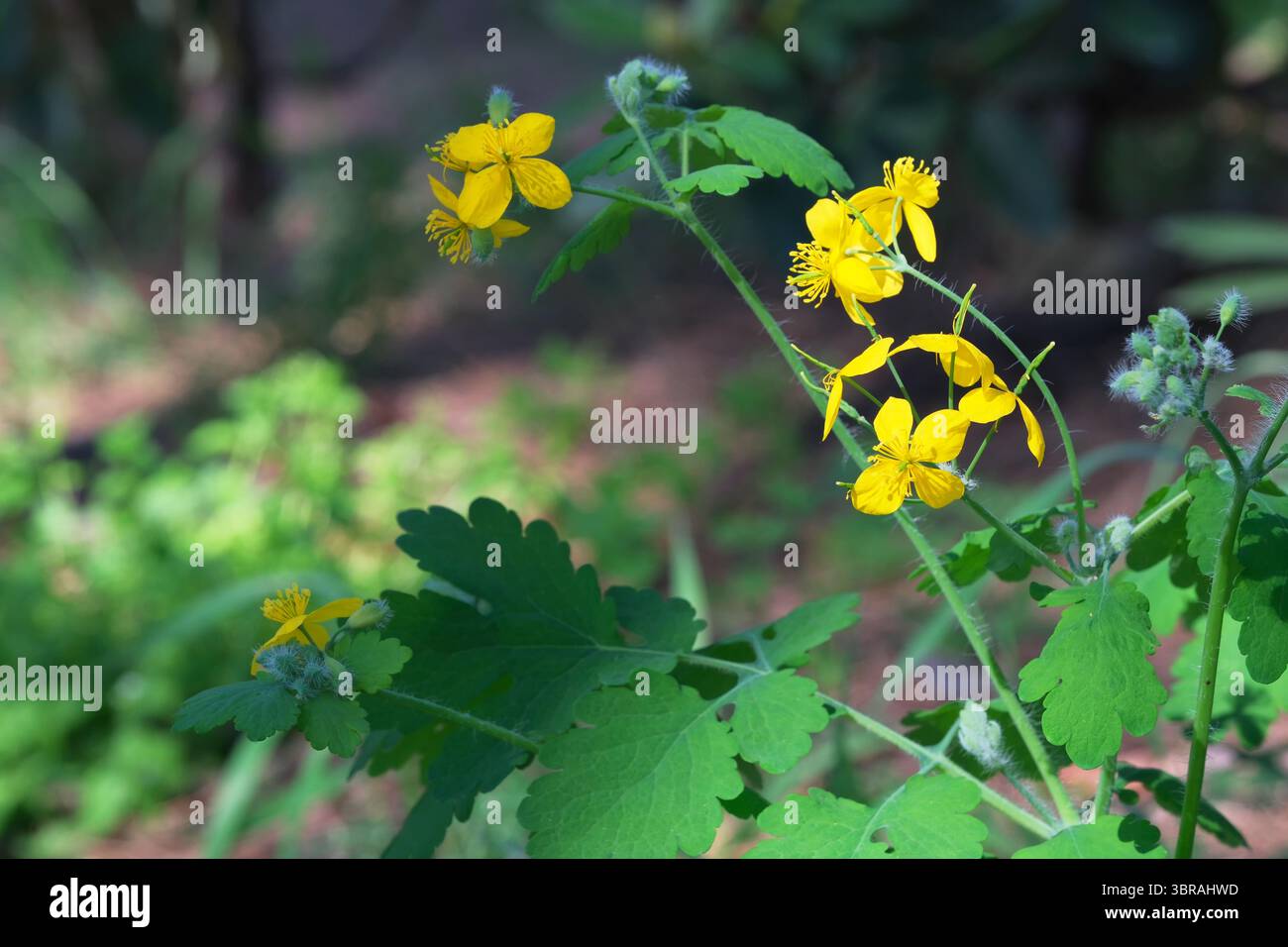 Leuchtend gelbe Wildblumen blühen in einem sonnigen, üppigen Wald. Stockfoto