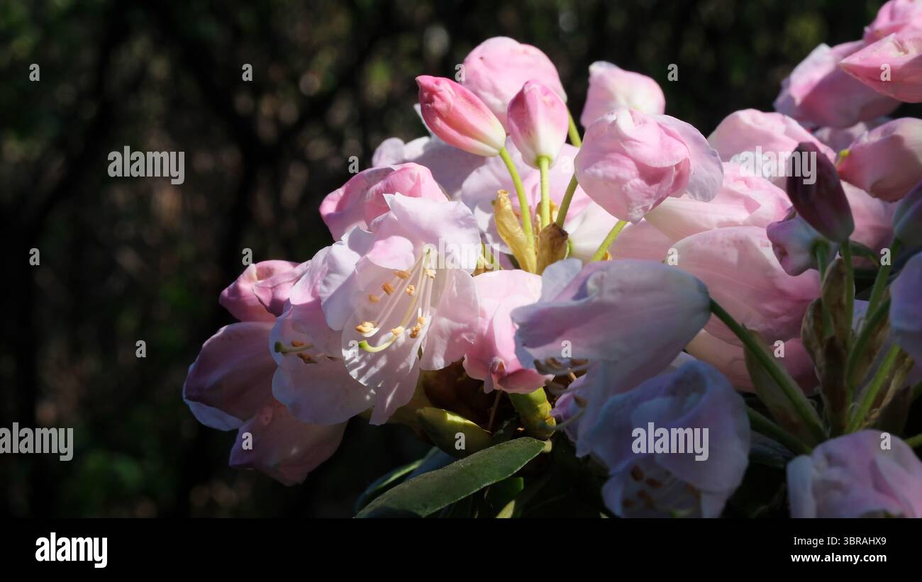 Leuchtend rosa Blüten tauchen im Frühling im üppig grünen Wald auf. Stockfoto