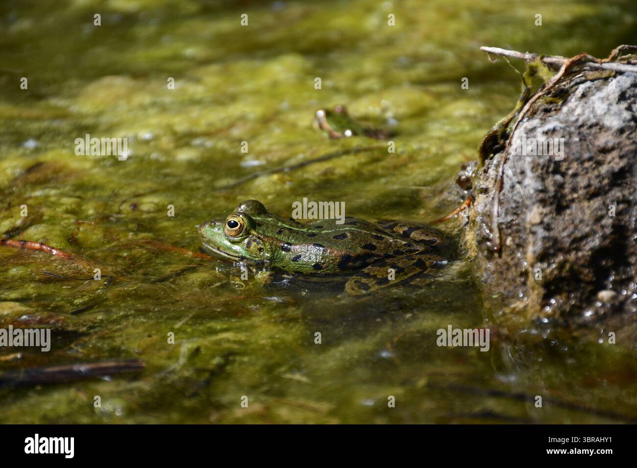 Ein grüner Frosch, der still in flachem Wasser sitzt, das mit Algen und Moos bedeckt ist und sich in seine natürliche Umgebung einfügt. Stockfoto