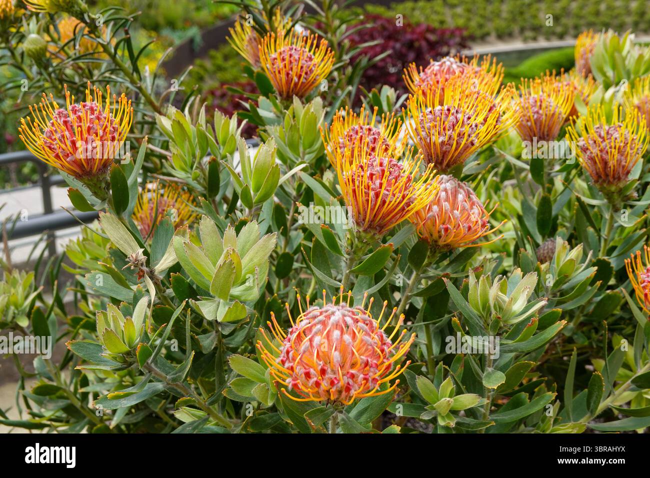Pincushion Protea Cluster im Nachmittagslicht Stockfoto