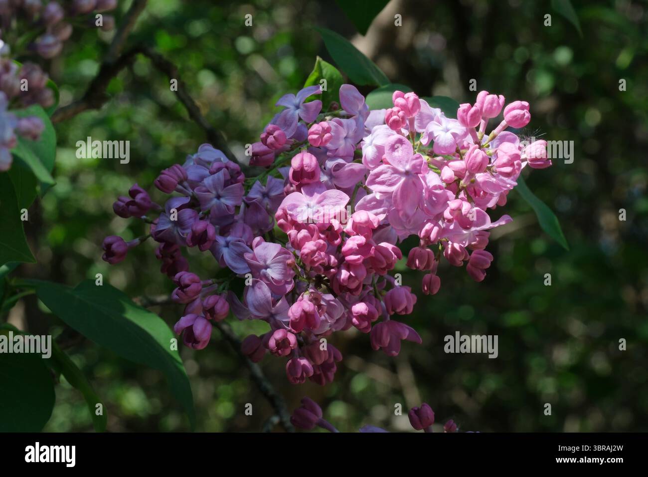 Duftende Fliederblüten erhellen im Frühling einen ruhigen Wald. Stockfoto
