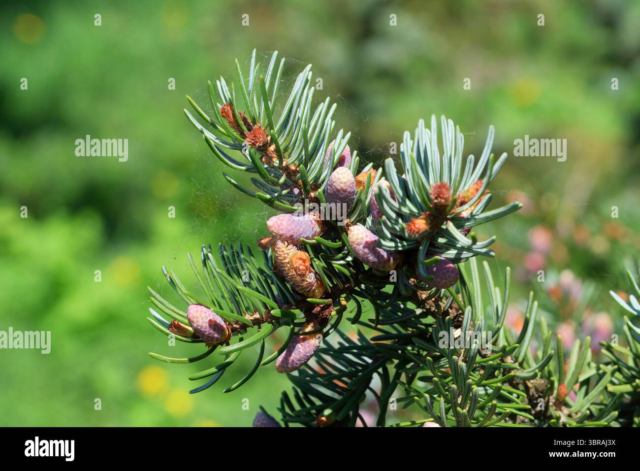 Hellgrüne Zweige mit bunten Kegeln erstrahlen im Frühling. Stockfoto