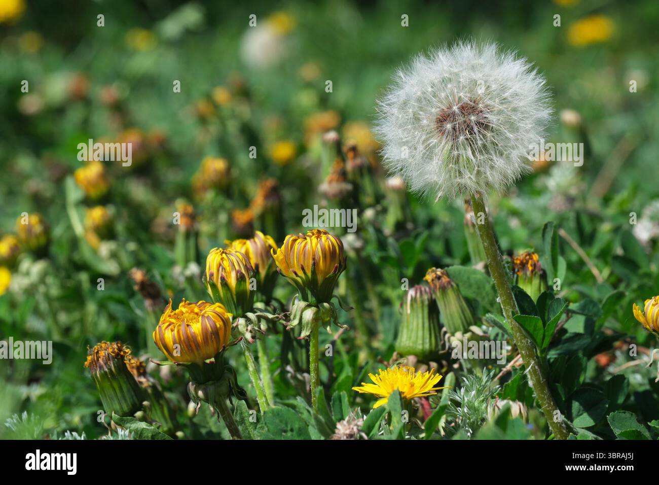 Goldene Löwenzahn blühen neben flauschigen Samenköpfen auf einer lebendigen Wiese. Stockfoto