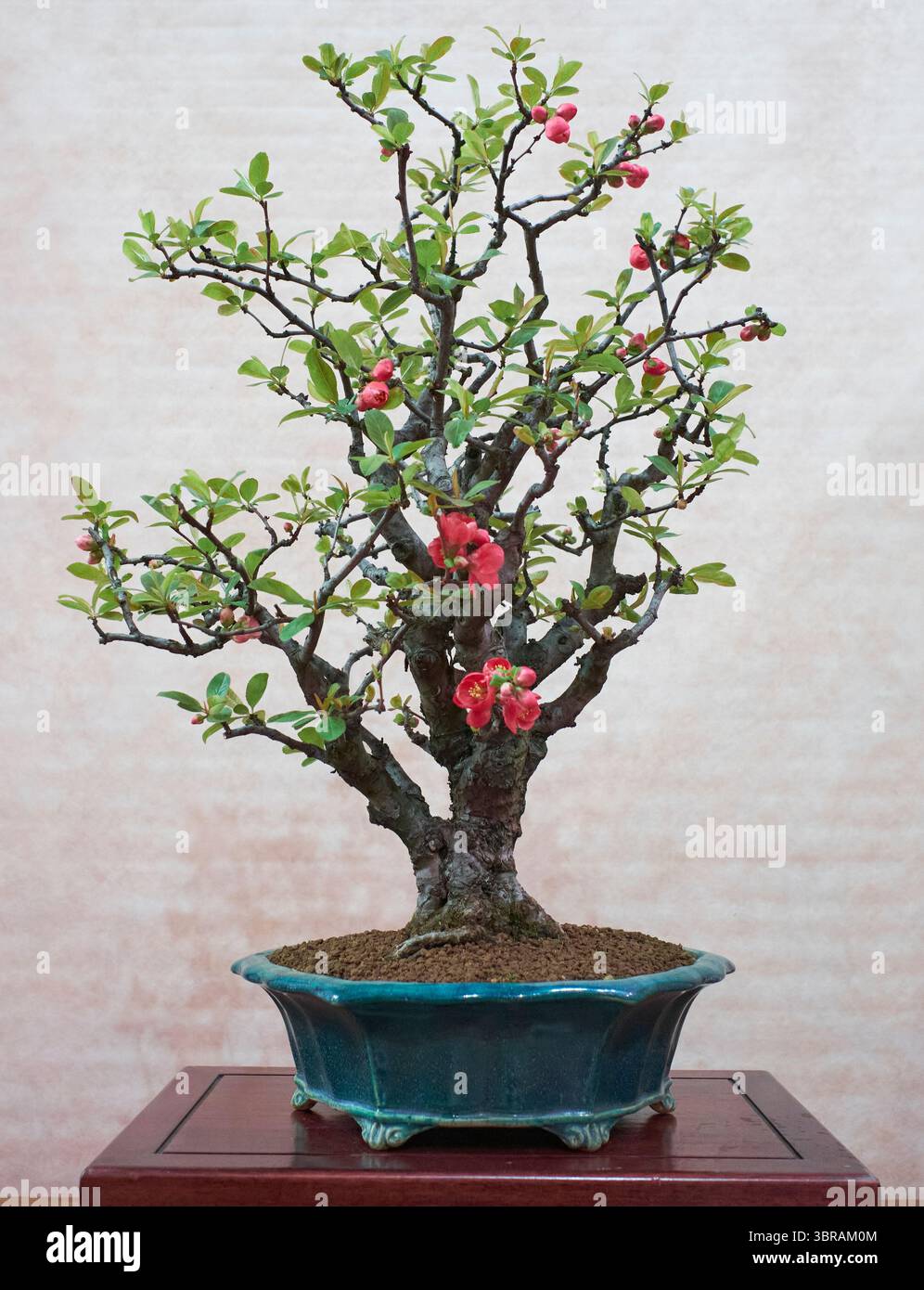 bonsai metin2 Easy to grow Montpellier maple bonsai main image 0