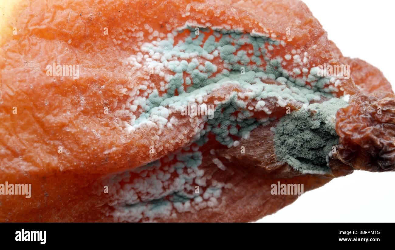 Die Nahaufnahme zeigt farbenfrohe Formen auf einer getrockneten Fruchtscheibe, die die Kunst der Natur enthüllen. Stockfoto