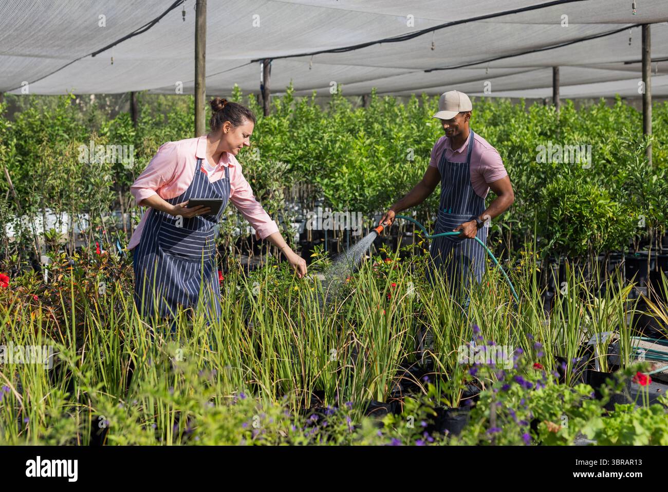 Verschiedene Kollegen in der Gärtnerei bewässern und inspizieren Pflanzen unter schattigem Vordach mit Schlauch und Tablette Stockfoto