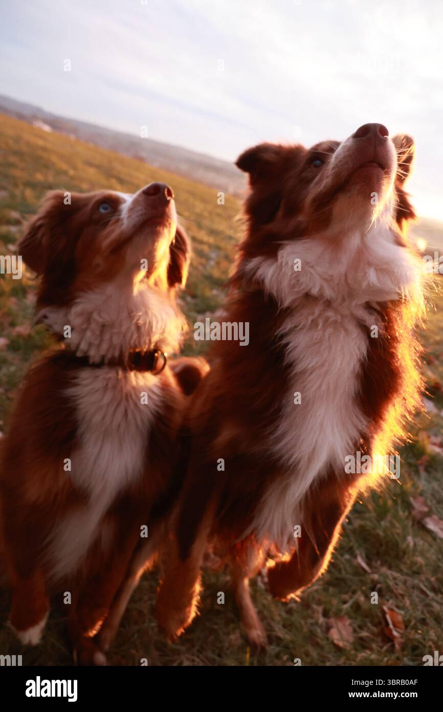 Zwei Hunde stehen auf einem Feld, einer blickt in den Himmel Stockfoto