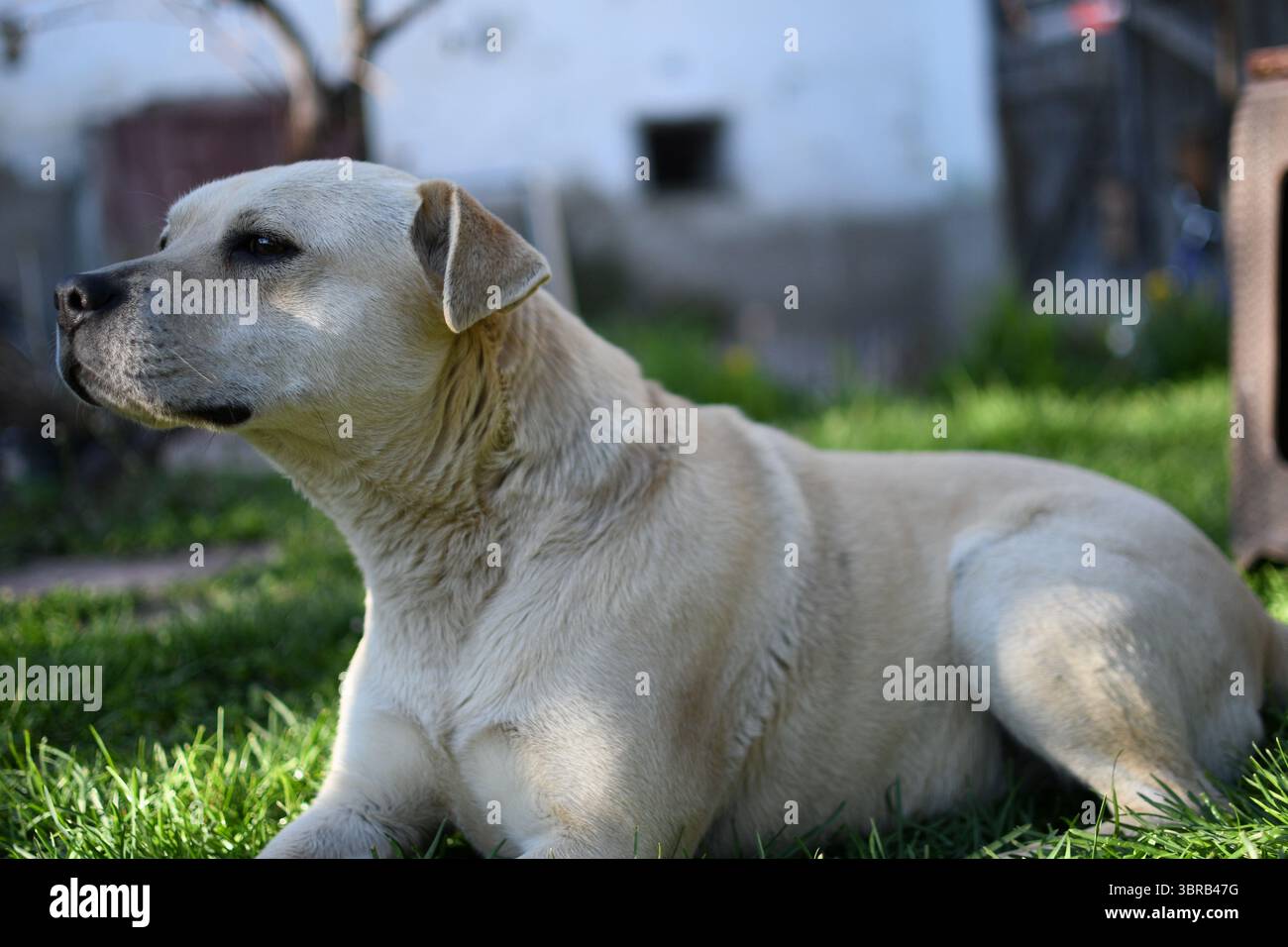 Ein heller Mischhund, der auf grünem Gras in einem Hinterhof ruht. Seitliche Profilansicht des Haustiers, der auf einer sonnigen da aufmerksam in die Ferne blickt Stockfoto