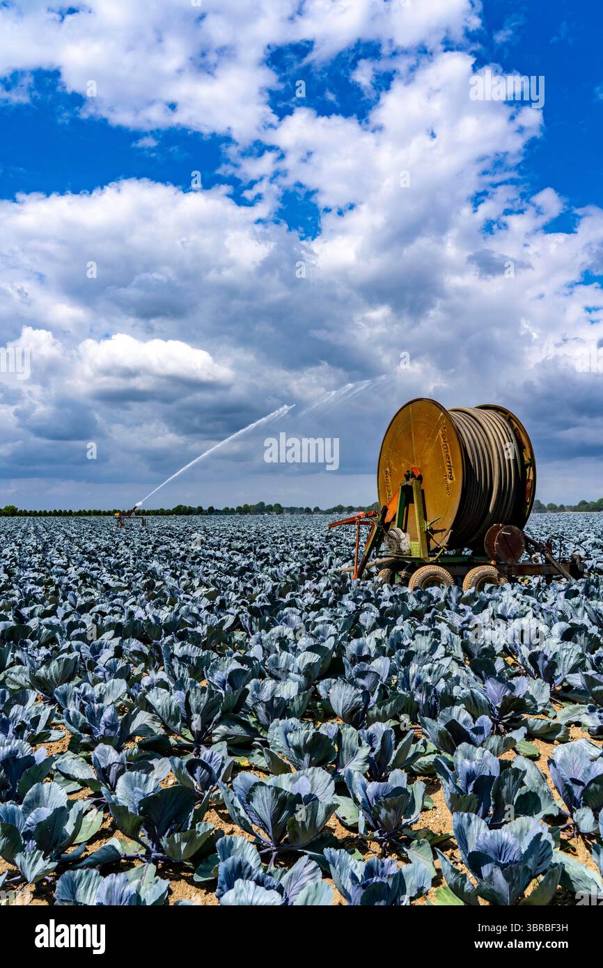 Landwirtschaft, künstliche Bewässerung eines Feldes, Sprinkleranlage, Kohlanbau, Rotkohl, bei Kempen am Niederrhein, Nordrhein-Westpha Stockfoto