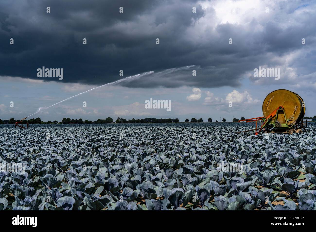 Landwirtschaft, künstliche Bewässerung eines Feldes, Sprinkleranlage, Kohlanbau, Rotkohl, bei Kempen am Niederrhein, Nordrhein-Westpha Stockfoto