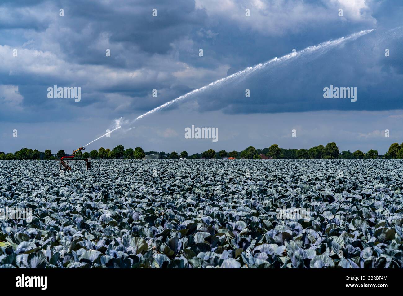 Landwirtschaft, künstliche Bewässerung eines Feldes, Sprinkleranlage, Kohlanbau, Rotkohl, bei Kempen am Niederrhein, Nordrhein-Westpha Stockfoto