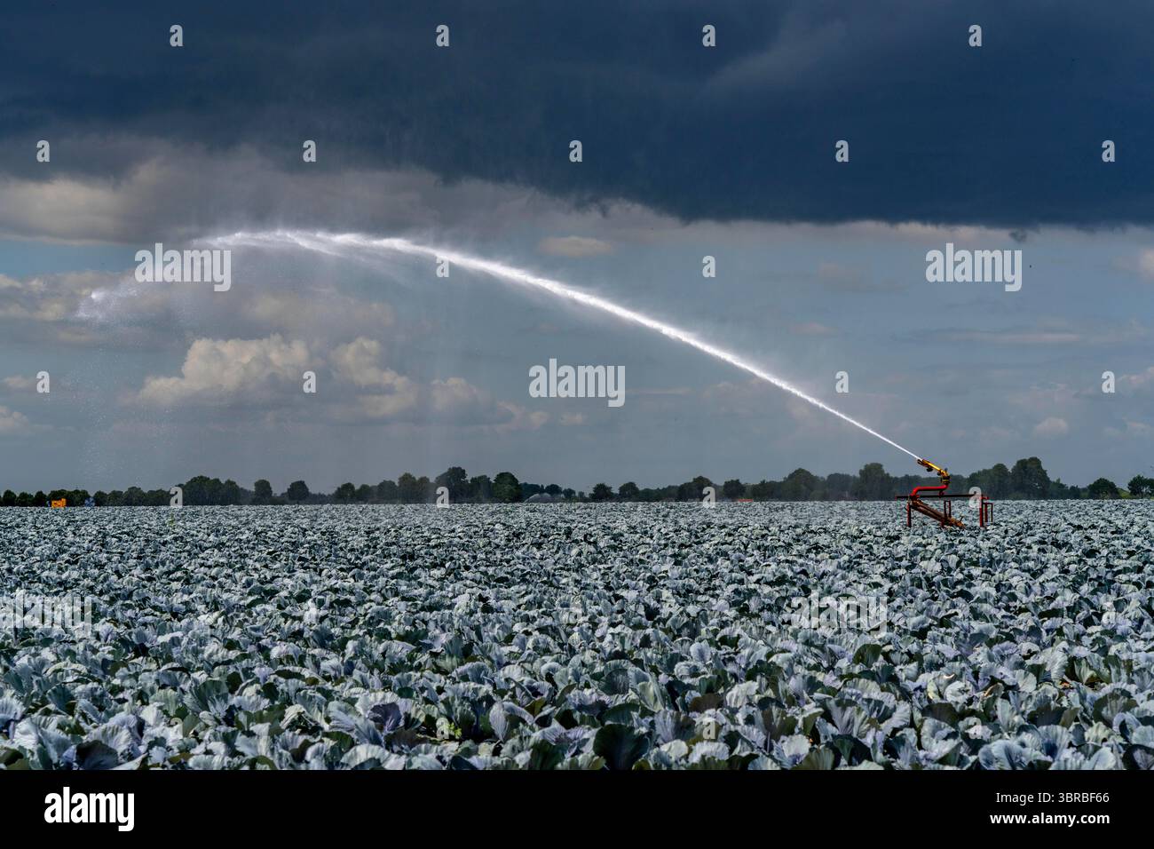 Landwirtschaft, künstliche Bewässerung eines Feldes, Sprinkleranlage, Kohlanbau, Rotkohl, bei Kempen am Niederrhein, Nordrhein-Westpha Stockfoto