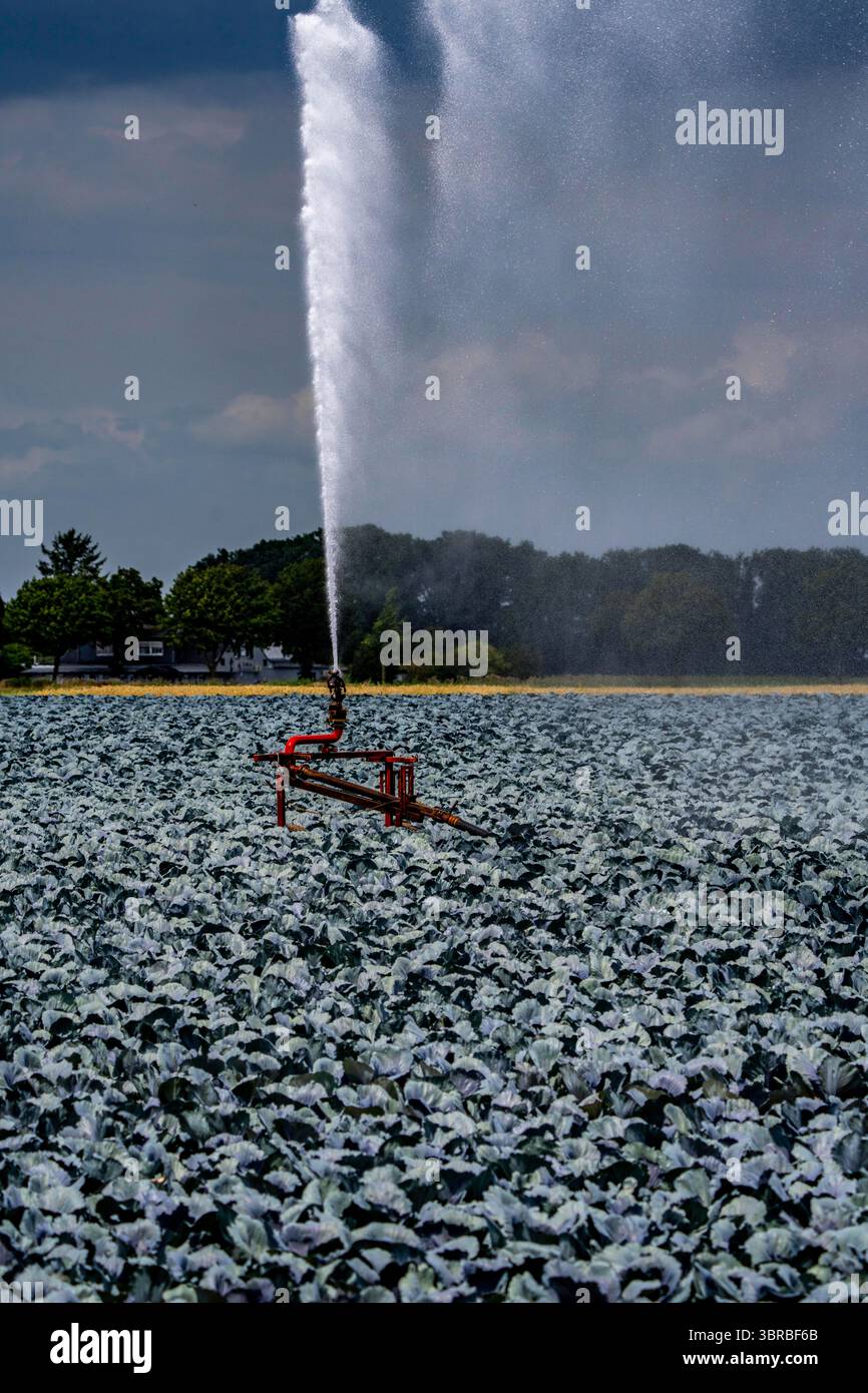 Landwirtschaft, künstliche Bewässerung eines Feldes, Sprinkleranlage, Kohlanbau, Rotkohl, bei Kempen am Niederrhein, Nordrhein-Westpha Stockfoto