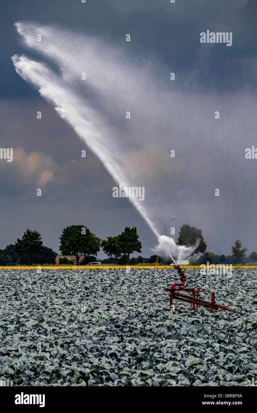 Landwirtschaft, künstliche Bewässerung eines Feldes, Sprinkleranlage, Kohlanbau, Rotkohl, bei Kempen am Niederrhein, Nordrhein-Westpha Stockfoto