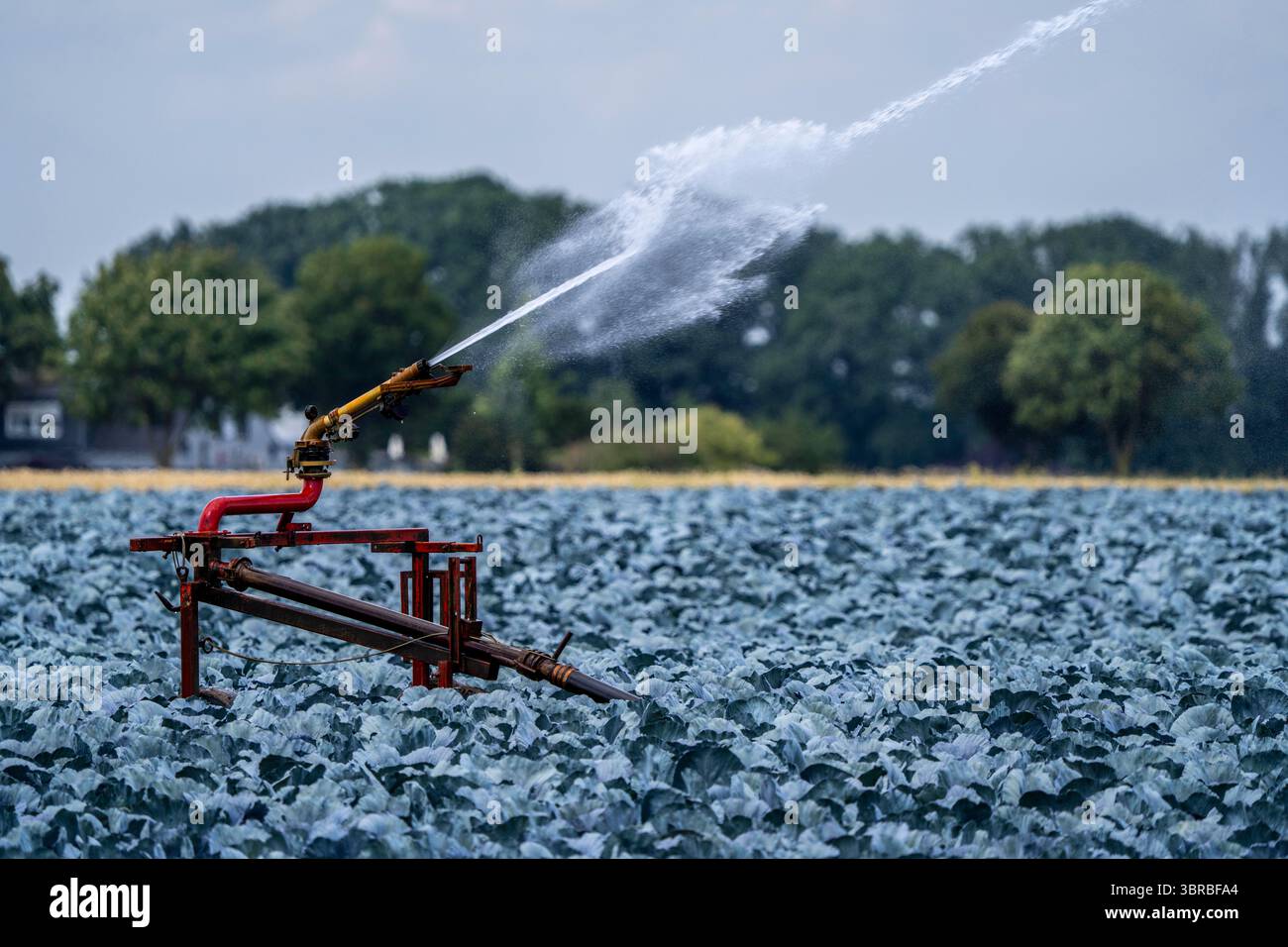 Landwirtschaft, künstliche Bewässerung eines Feldes, Sprinkleranlage, Kohlanbau, Rotkohl, bei Kempen am Niederrhein, Nordrhein-Westpha Stockfoto