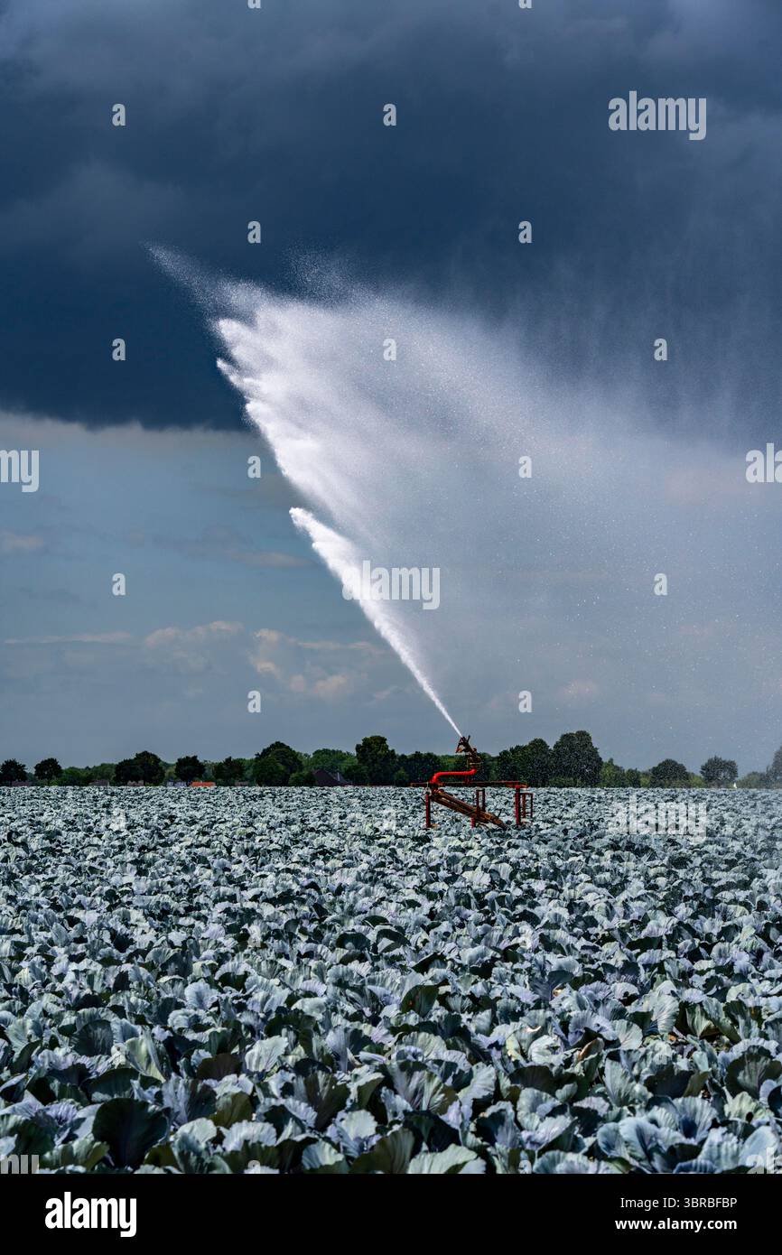 Landwirtschaft, künstliche Bewässerung eines Feldes, Sprinkleranlage, Kohlanbau, Rotkohl, bei Kempen am Niederrhein, Nordrhein-Westpha Stockfoto