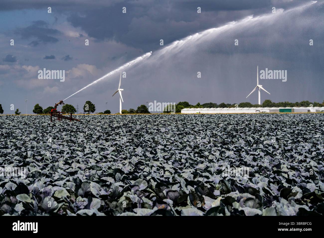 Landwirtschaft, künstliche Bewässerung eines Feldes, Sprinkleranlage, Kohlanbau, Rotkohl, bei Kempen am Niederrhein, Nordrhein-Westpha Stockfoto