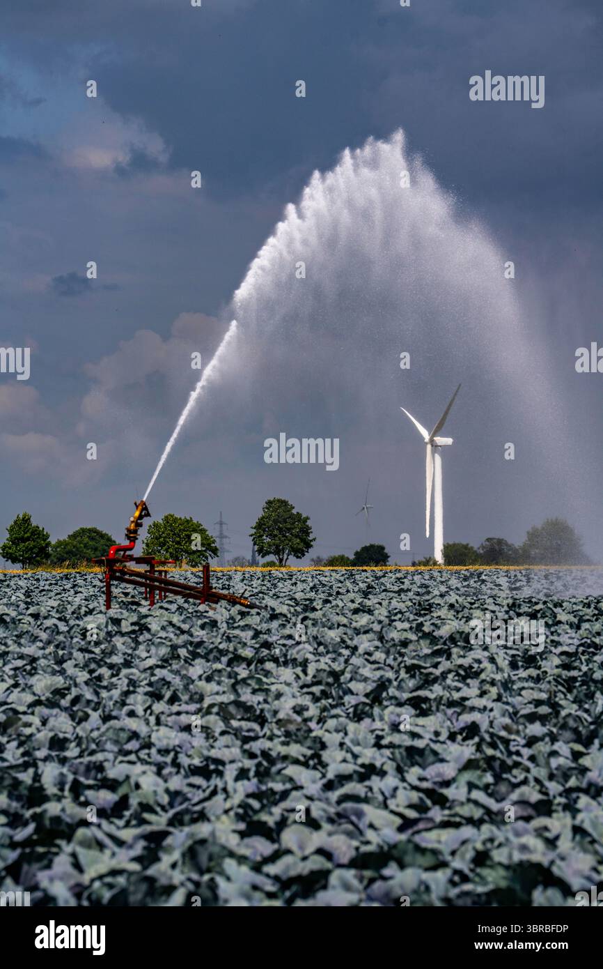 Landwirtschaft, künstliche Bewässerung eines Feldes, Sprinkleranlage, Kohlanbau, Rotkohl, bei Kempen am Niederrhein, Nordrhein-Westpha Stockfoto