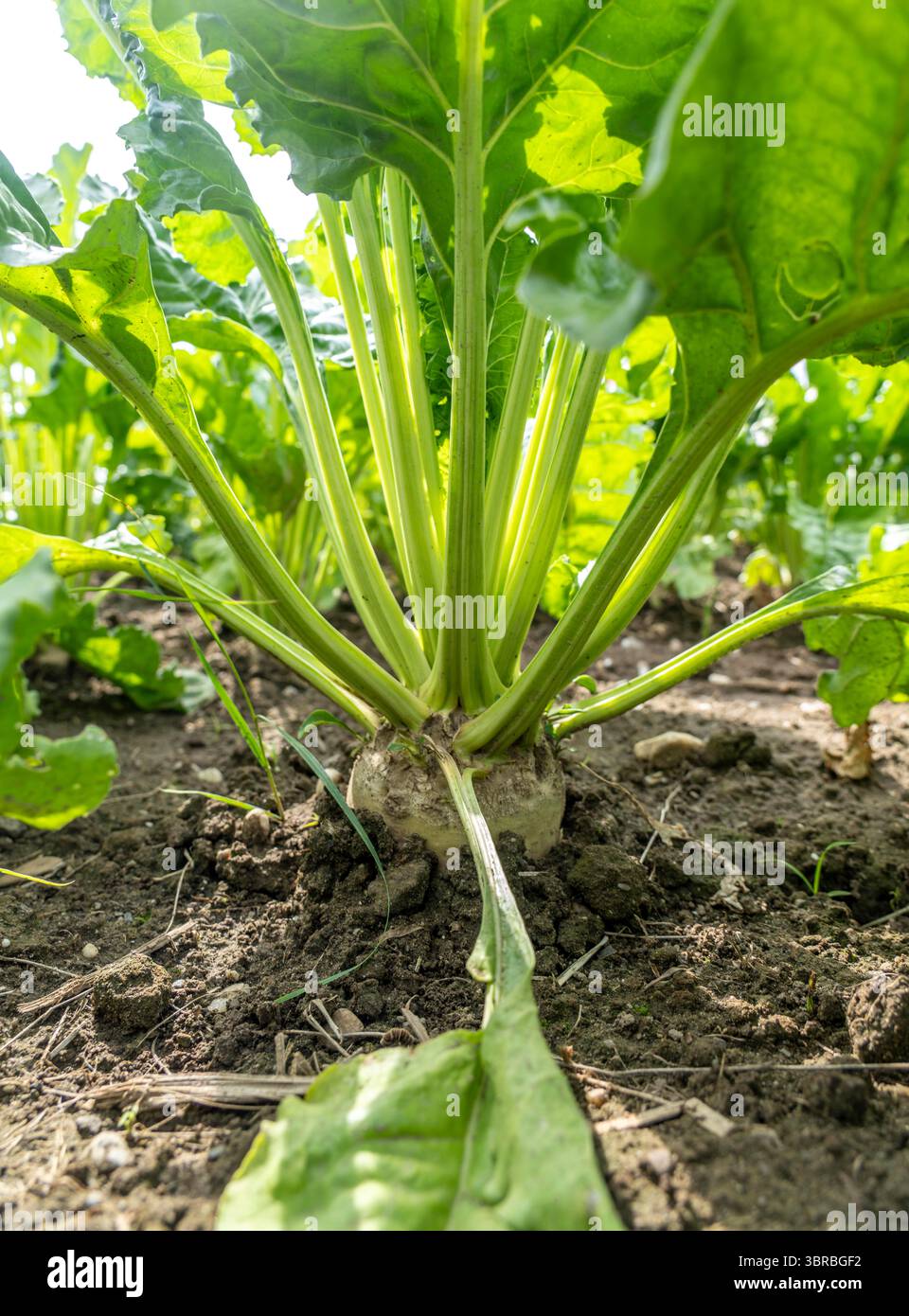 Zuckerrüben, die auf einem Feld östlich von Kerken, Niederrhein, Nordrhein-Westfalen, Deutschland angebaut werden Stockfoto