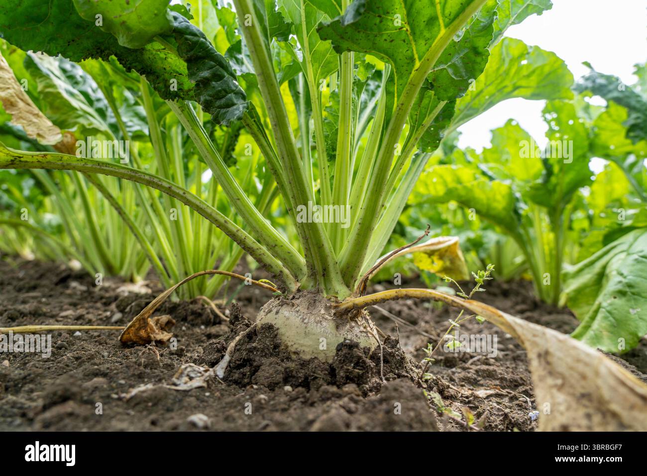 Zuckerrüben, die auf einem Feld östlich von Kerken, Niederrhein, Nordrhein-Westfalen, Deutschland angebaut werden Stockfoto