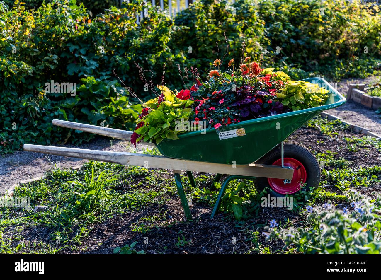Die Kleingartensiedlung Rothoffska Koloni in der ehemaligen Zidadelle von Landskrona. Citadellvägen, Landskrona, Skåne län, Schweden Stockfoto