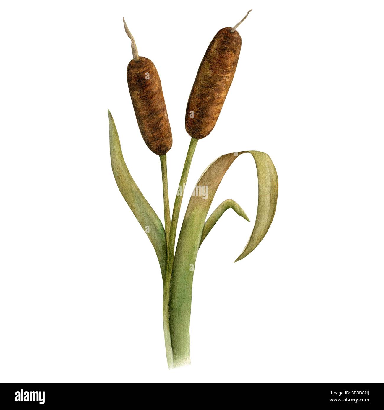Cattail Aquarellabbildung isoliert auf transparentem Hintergrund, handgezeichnet. Zur Gestaltung von Einladungen, Visitenkarten, Textilien und Postkarten Stockfoto