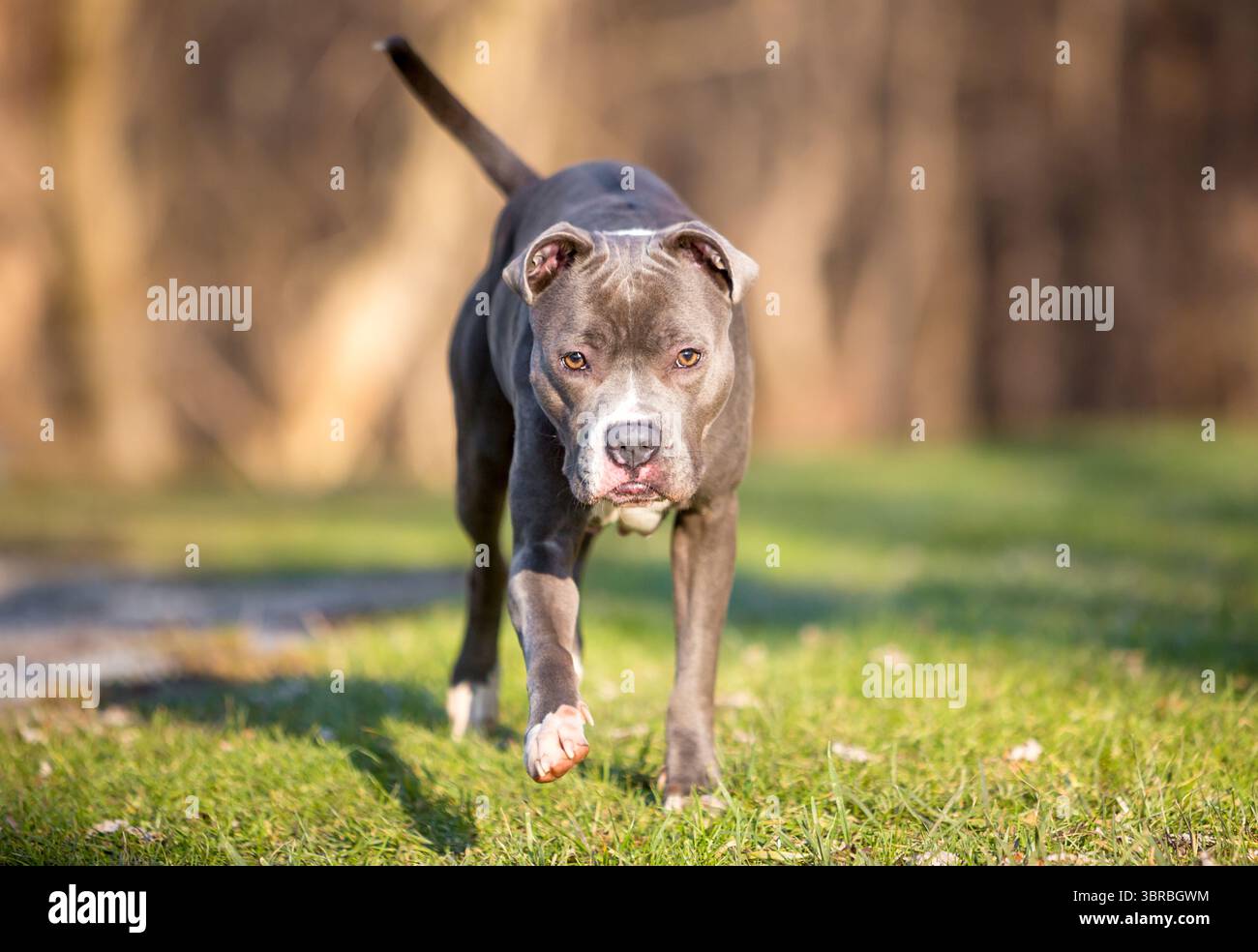 Ein Pit Bull Terrier Mischhund, der draußen auf die Kamera zugeht Stockfoto