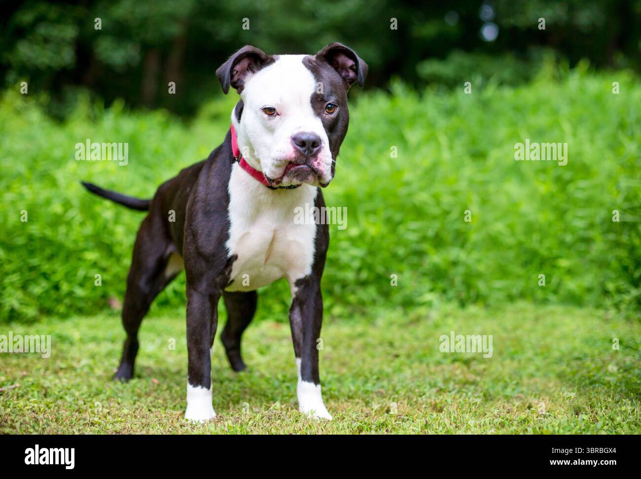 Ein schwarz-weißer Pit Bull Terrier gemischter Hund mit einem lustigen, runzelnden Ausdruck Stockfoto