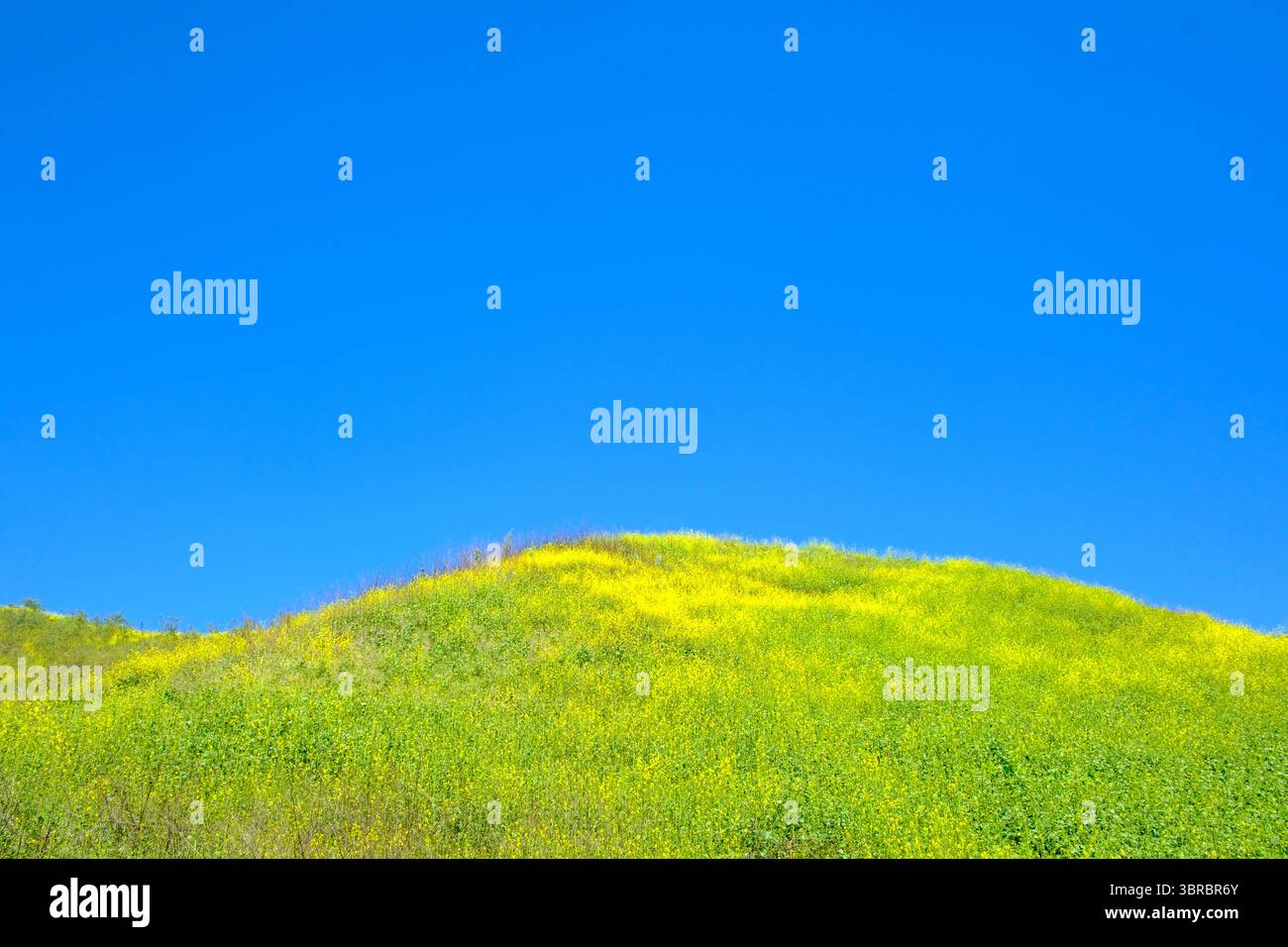 Feld der invasiven Senfpflanzen in Blüte, Upper Las Virgenes Canyon Open Space Preserve, Calabasas, Kalifornien, USA Stockfoto