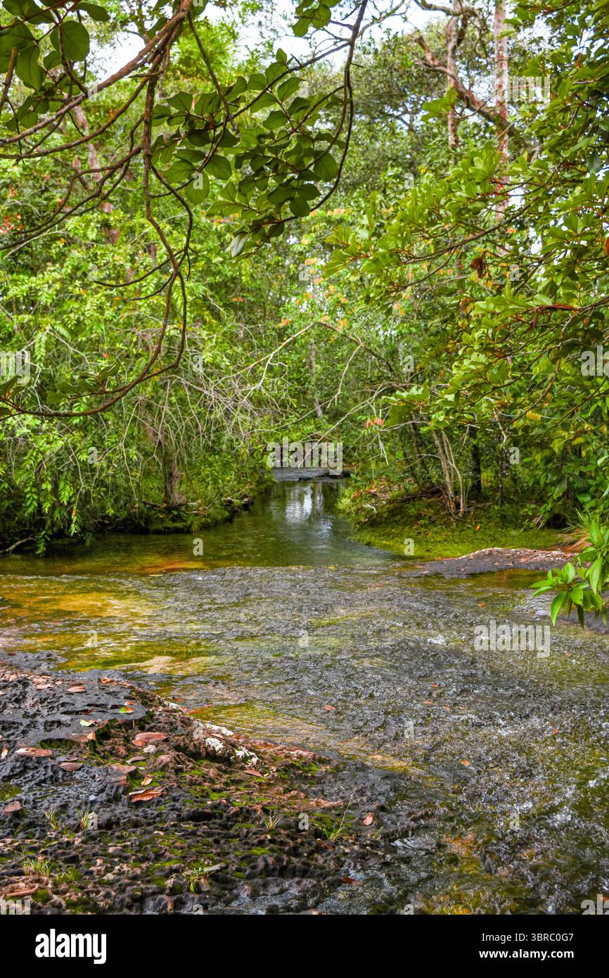 Ein ruhiger Fluss, umgeben von üppigem Grün in Guaviare, Kolumbien, perfekt für Naturliebhaber und Urlaubsabenteuer. Stockfoto