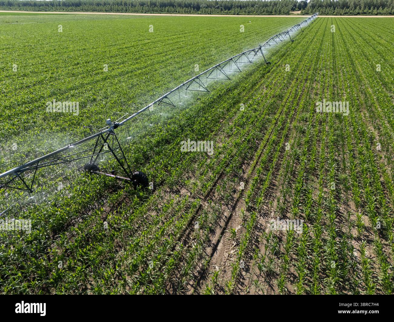 Luftaufnahme eines landwirtschaftlichen Bewässerungsdrehsystems auf einem Maisfeld Stockfoto
