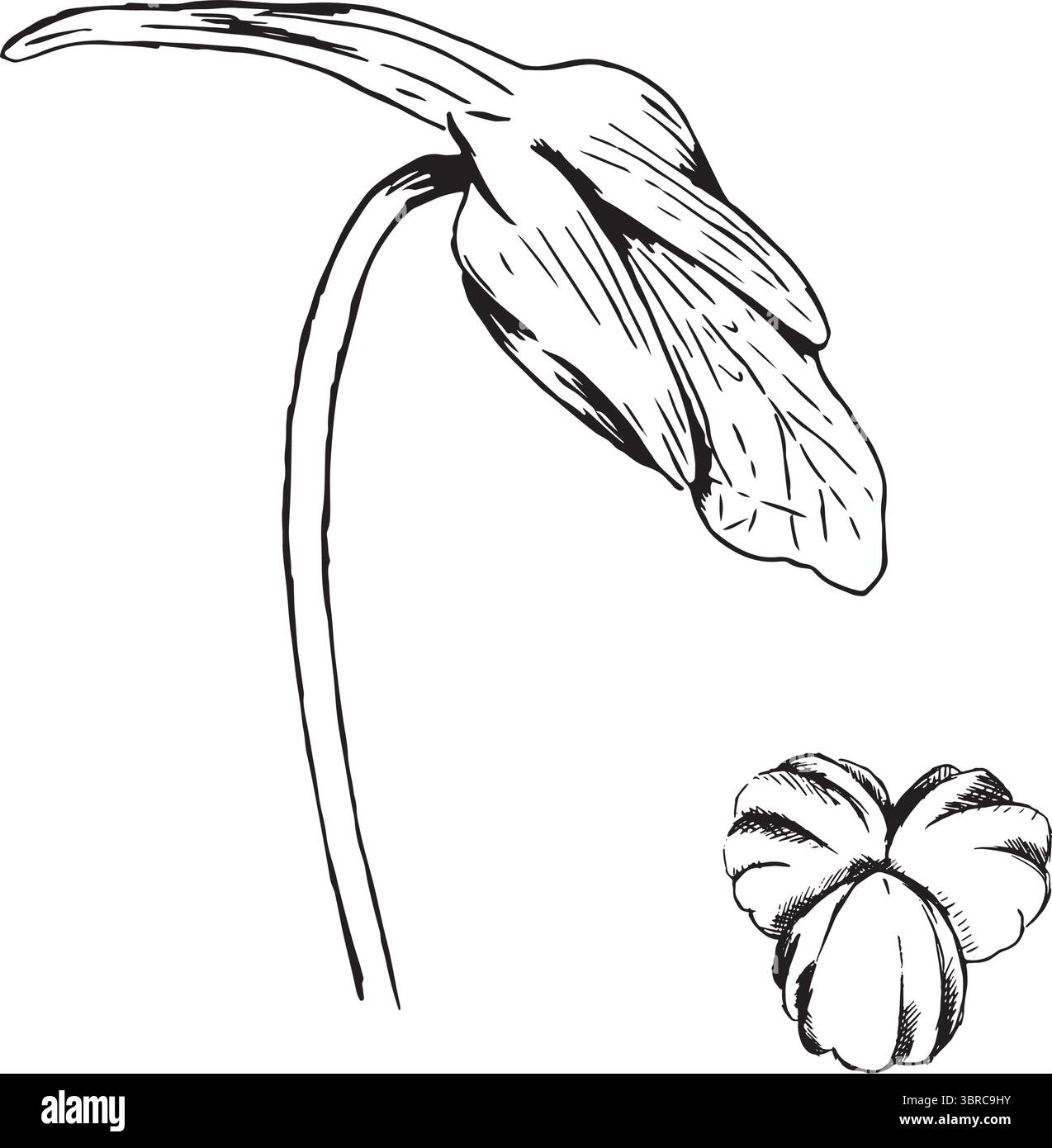 Eine atemberaubende und wunderschöne botanische Illustration, die eine lebendige Blume zusammen mit ihrer Blütenform zeigt. Handgezeichnete Vektorillustration in Schwarzweiß-Grafiken. Stock Vektor