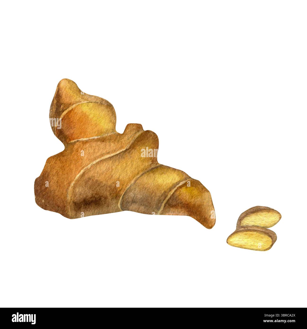 Ingwerwurzel Aquarellillustration Hand gezeichnet isoliert auf weißem Hintergrund für Stoff, Textil, Drucke, Design Stockfoto