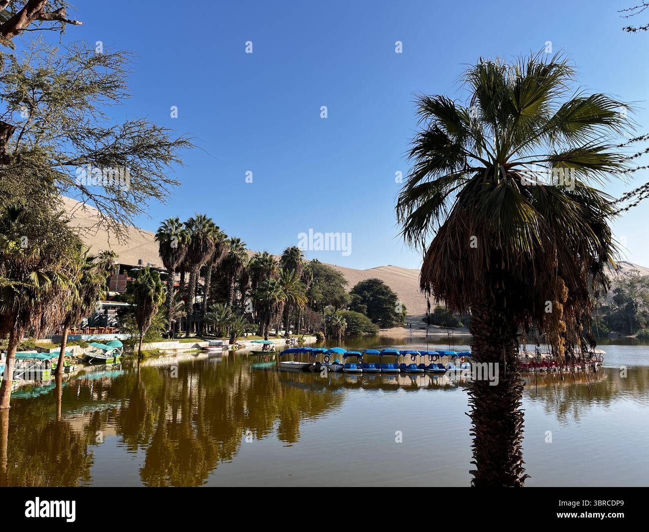 Huacachina Lagune, Palmen und Sanddünen im Hintergrund, alle spiegeln sich im See, eine Oase in der Atacama-Wüste, Ica, Peru, Südamerika. Stockfoto