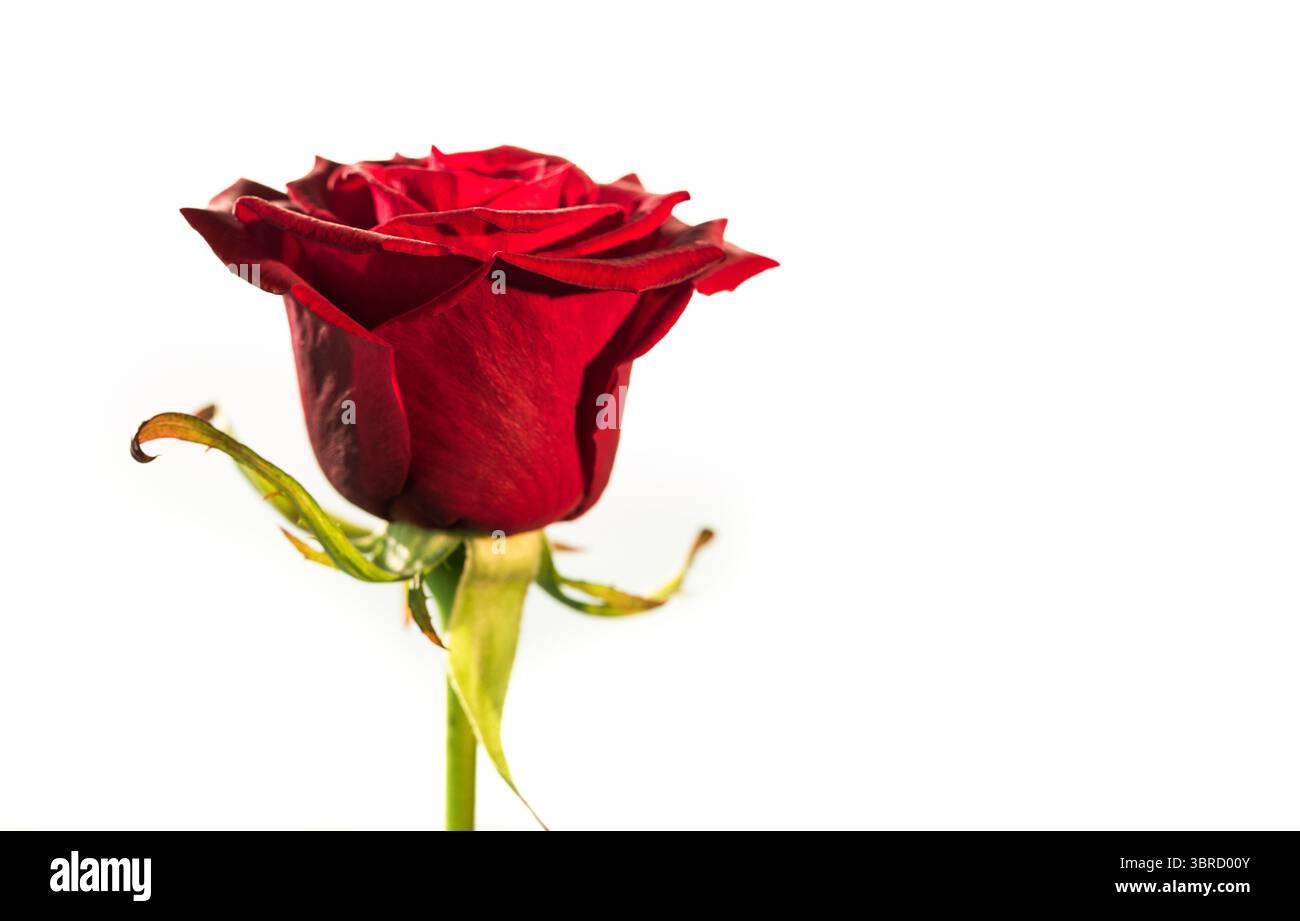 Flaches Design mit roter Rose auf weißem Hintergrund, mit Blütenblättern, Sepalen und Dornen, Kopierraum Stockfoto