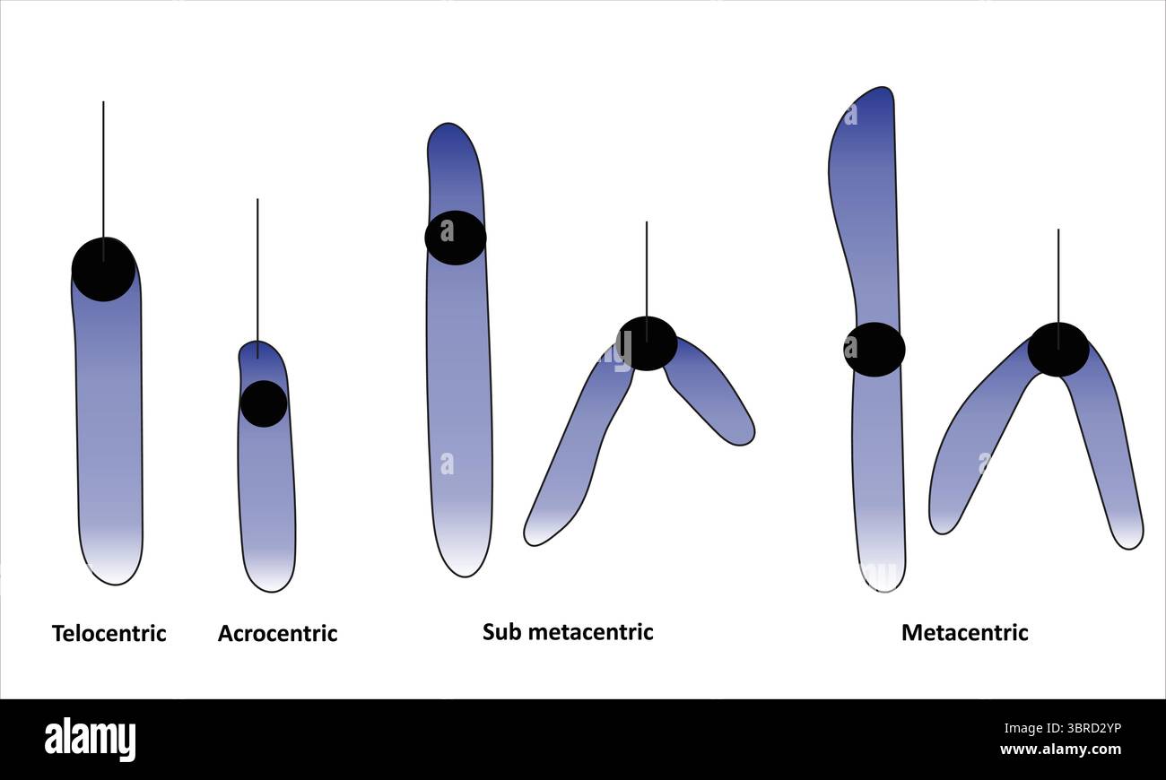 Chromosomentypen nach Zentromerposition Stock Vektor