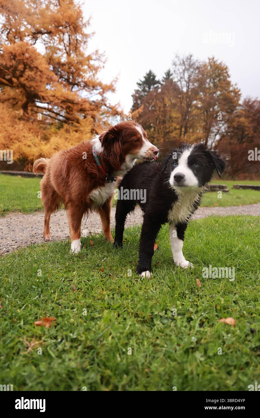 Zwei Hunde stehen auf einem grasbewachsenen Feld, ein brauner und ein schwarzer Stockfoto