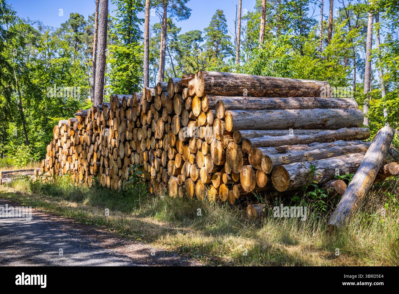 Waldkiefern und Fichten. Baumstämme Haufen, die Holzholzindustrie Stockfoto