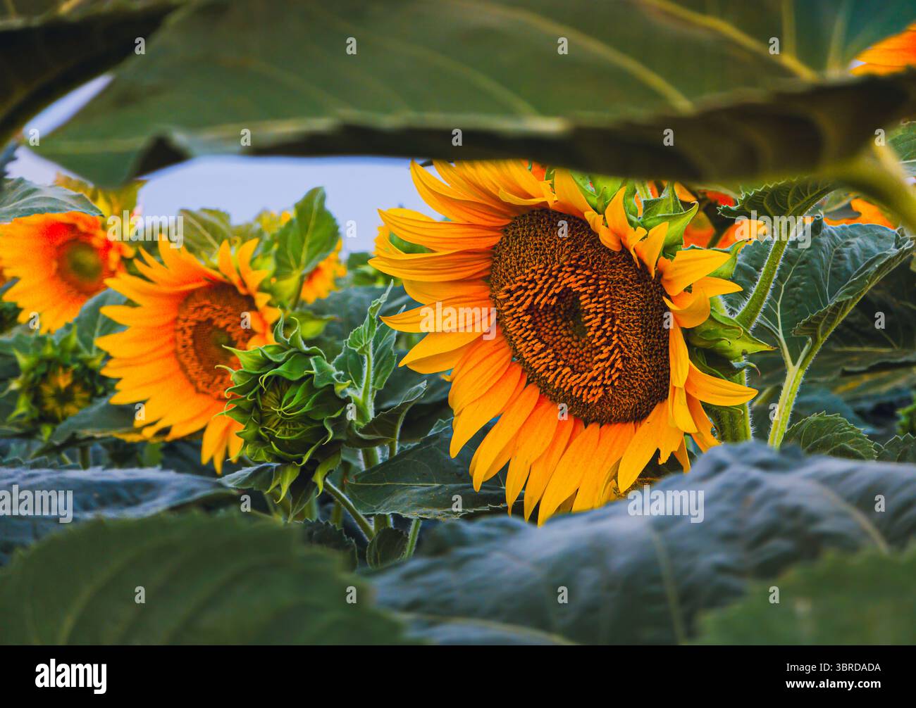 Sonnenblumen unter Laubrahmen, Călărași, Rumänien, 29. Juni 2025 Stockfoto