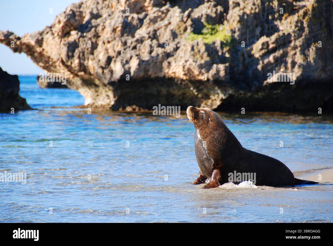 Australische Sealion (Neophoca cinerea) sonnt sich am Strand. Shoalwater Islands Marine Park, Western Australia Stockfoto