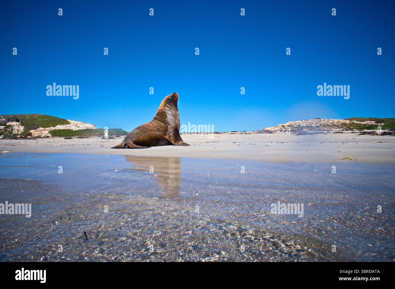 Australische Sealion (Neophoca cinerea) sonnt sich am Strand. Shoalwater Islands Marine Park, Western Australia Stockfoto