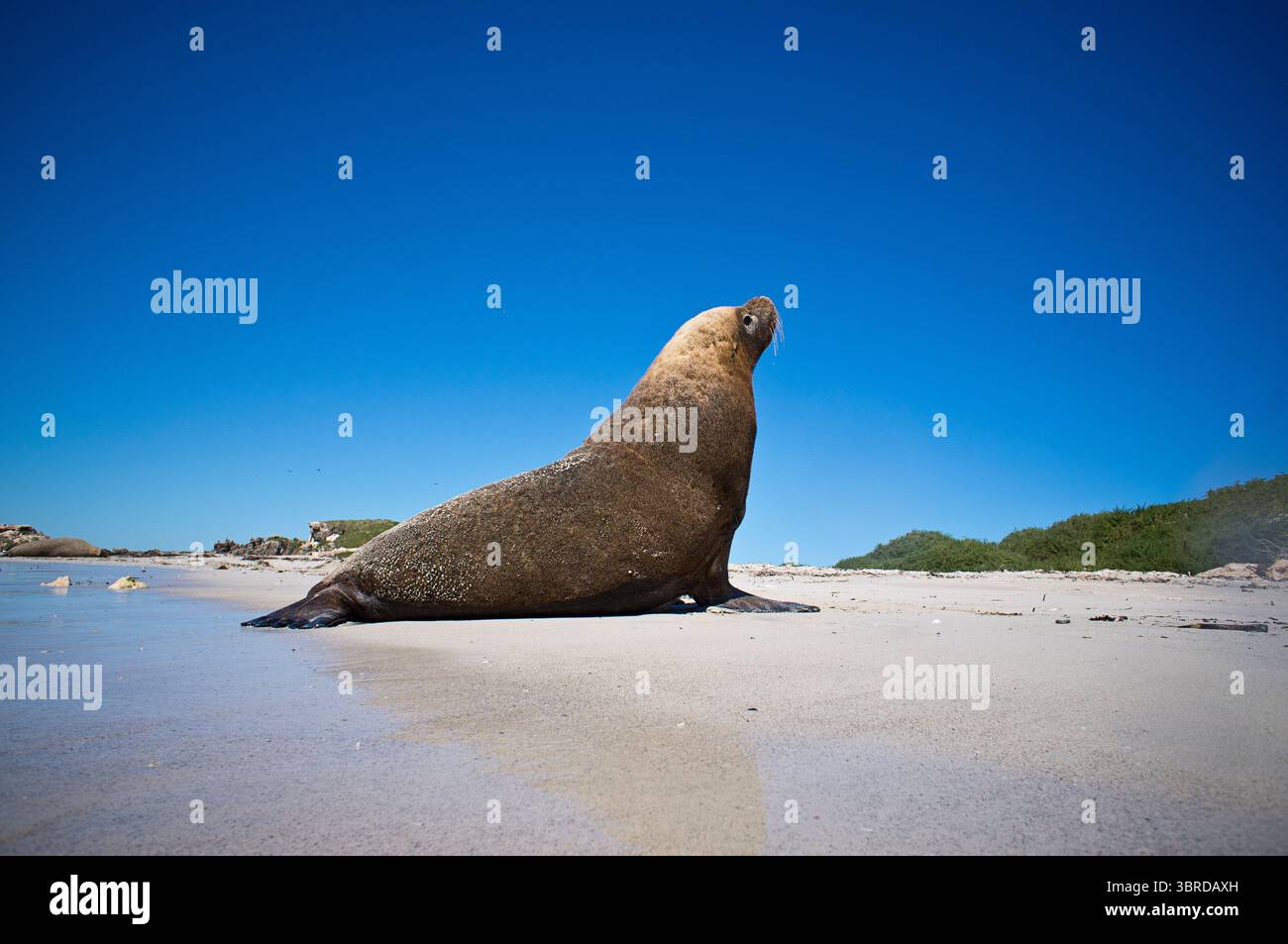 Australische Sealion (Neophoca cinerea) sonnt sich am Strand. Shoalwater Islands Marine Park, Western Australia Stockfoto