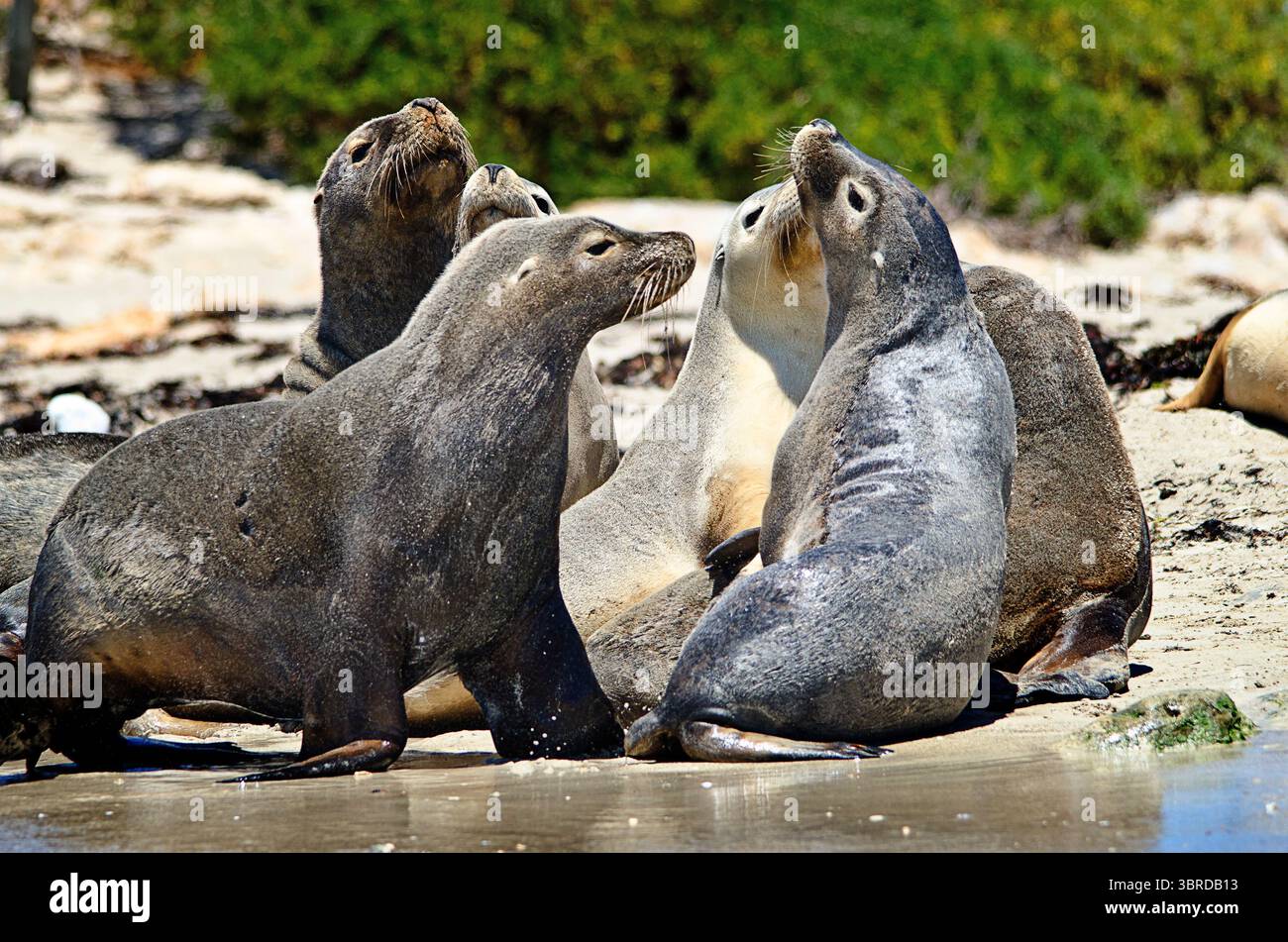 Gruppe australischer Sealions (Neophoca cinerea) am Strand. Shoalwater Islands Marine Park, Western Australia Stockfoto