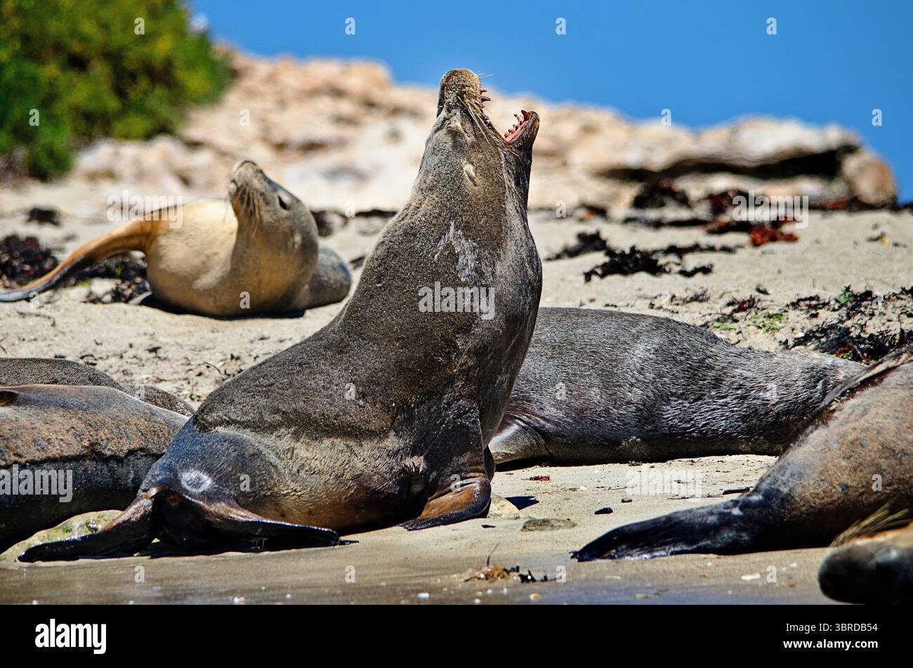 Australian Sealions (Neophoca cinerea) bellen am Strand. Shoalwater Islands Marine Park, Western Australia Stockfoto