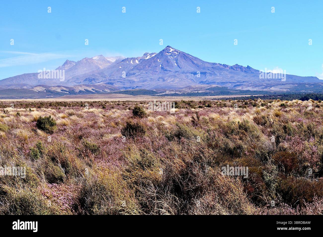 Alpine Flora, Mountain Meadow und vulkanischer Gipfel des Mount Ruapehu, Desert Road, Central Plateau Landschaft, Roadside Wonders New Zealand Stockfoto