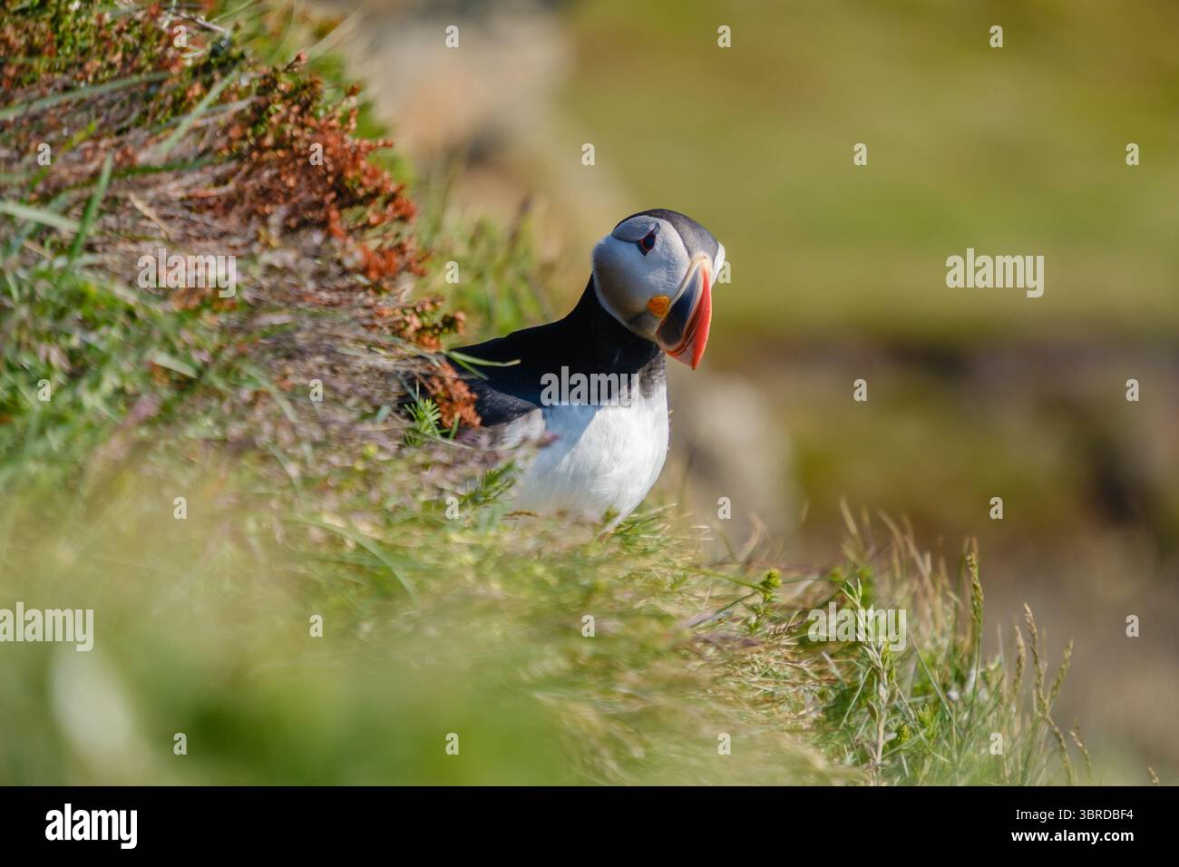 Ein bunter Papageientaucher sitzt auf einer grasbewachsenen Klippe am Raudanes Point und genießt die warme Sonne. Üppige grüne Vegetation umgibt diesen legendären Vogel und fängt das Wesen der atemberaubenden Küstenschönheit Islands ein. Stockfoto