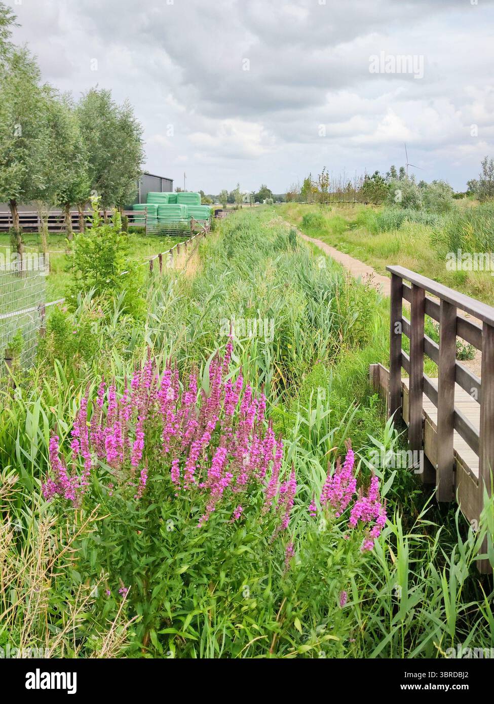 Wunderschöne ländliche Landschaft der westlichen Niederlande mit violetten Wildblumen im Vordergrund, in der Nähe von Gouda, Holland. Stockfoto