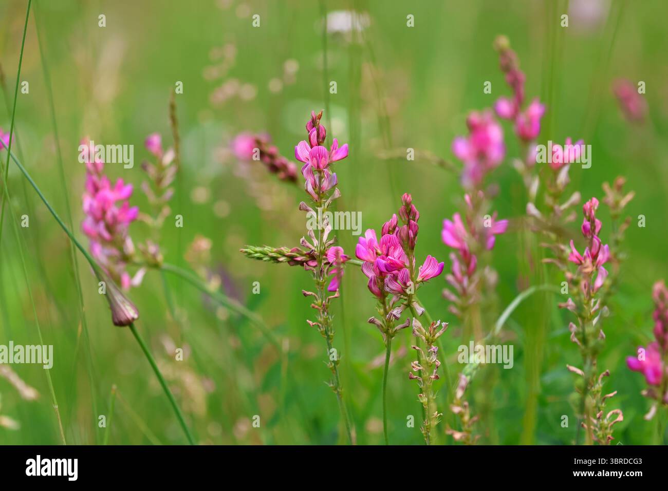 Nahaufnahme von Sainfoin (Onobrychis viciifolia), das auf einer Wiese mit rosa Blumen und grünem Hintergrund blüht, aufgenommen im Hochsommer-natürlichem Licht in den Alpen. Stockfoto Nahaufnahme von Sainfoin (Onobrychis viciifolia), das auf einer Wiese mit rosa Blumen und grünem Hintergrund blüht, aufgenommen im Hochsommer-natürlichem Licht in den Alpen. Stockfoto