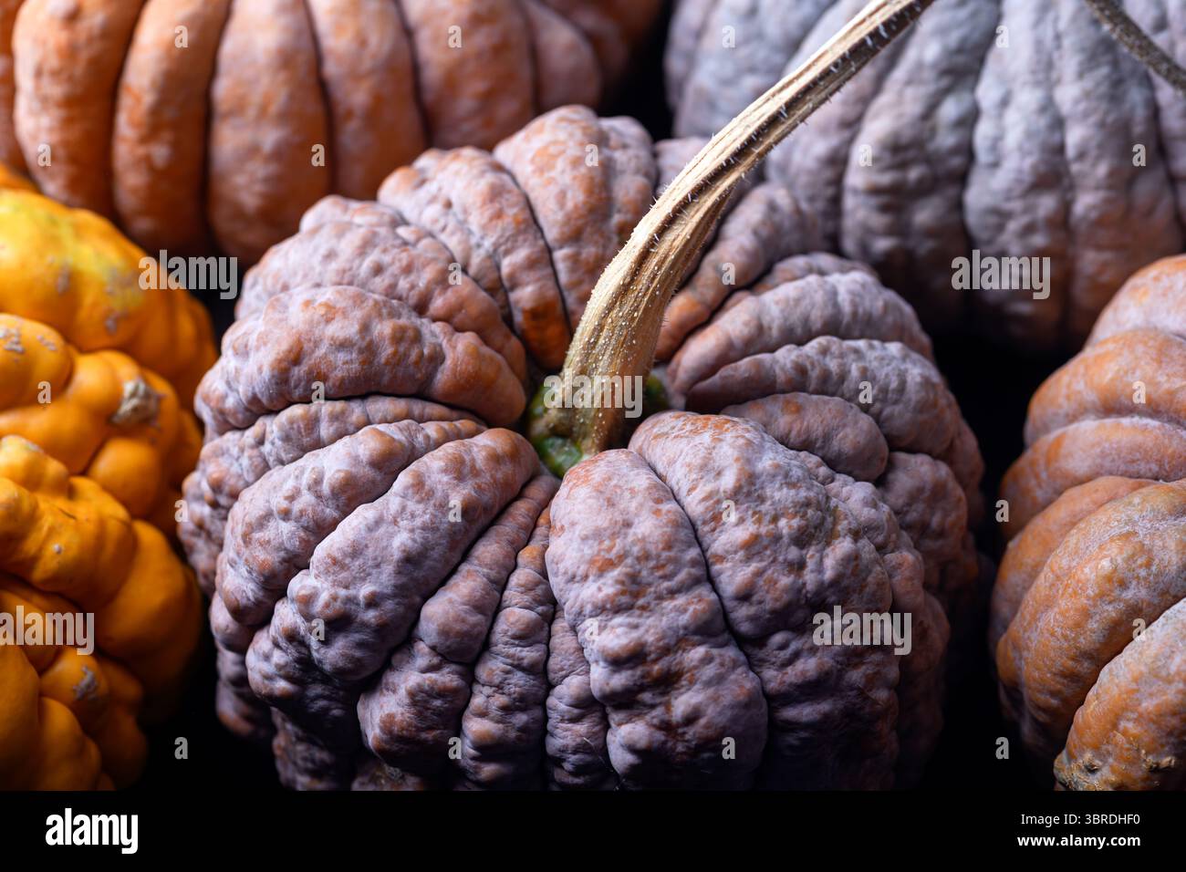 Textur des Erbstücks Black Futsu Squash mit mehrfarbiger faltiger Oberfläche, Nahaufnahme. Erdige organische Details für kreative Herbsthintergründe oder Stillleben in der Küche Stockfoto Textur des Erbstücks Black Futsu Squash mit mehrfarbiger faltiger Oberfläche, Nahaufnahme. Erdige organische Details für kreative Herbsthintergründe oder Stillleben in der Küche Stockfoto