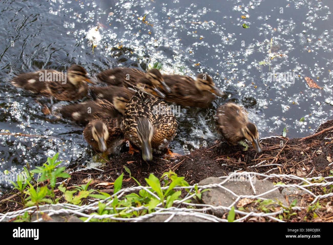 Eine Entenmutter führt ihre Enten zum ruhigen Ufer eines Teichs. Stockfoto